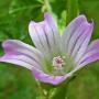 Umbrella Mallow (Malva neglecta): A native of Eurasia, this flower was about ½" across.  It grew profusely in the lawn in spite of mowing.